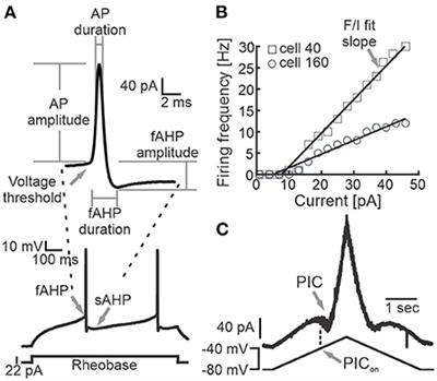 Identification of adult spinal Shox2 neuronal subpopulations based on unbiased computational clustering of electrophysiological properties